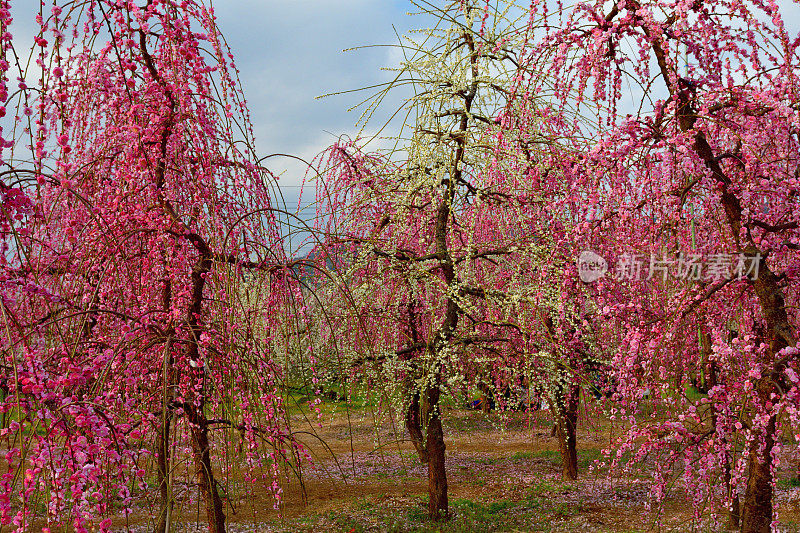 日本Soga Plum Grove的粉白梅花盛开